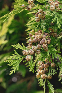 Cypress oil